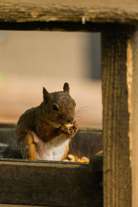 Close-up of squirrel on railing