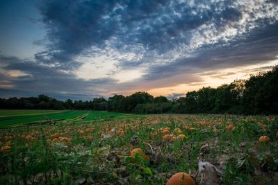 Scenic view of field against sky during sunset