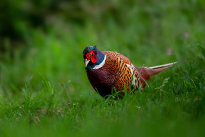 Close-up of ring-necked pheasant on grass