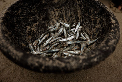 High angle view of fishes in bowl