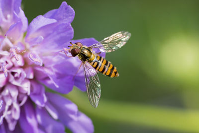 Close-up of bee pollinating on purple flower