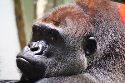 Close-up of a monkey