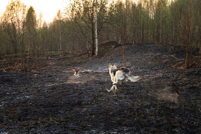 Dog in a forest