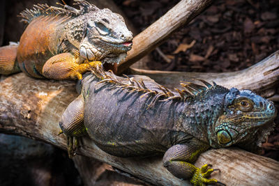 Close-up of lizard