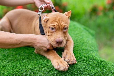 View of dog on field