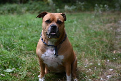 Brown staffordshire dog sitting in a park in egmond aan zee looking at the camera