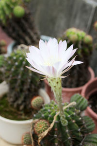 Close-up of flower blooming outdoors