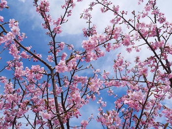 Low angle view of cherry blossoms against sky