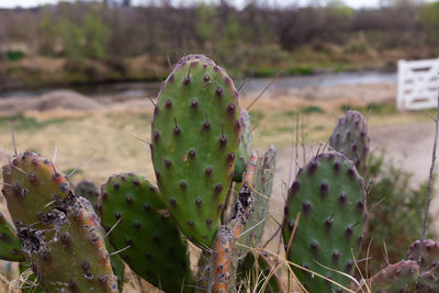 Close-up of prickly pear cactus