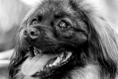 Close-up portrait of dog