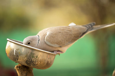 Close-up of a bird