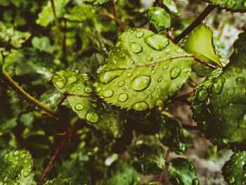 Close-up of wet plant leaves during rainy season