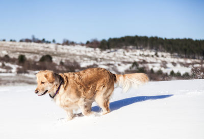 Dog on snow covered landscape