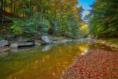 Plants by stream in forest during autumn