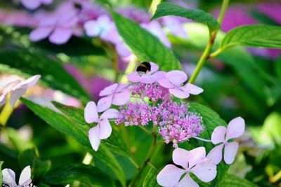 Close-up of insect on pink flowering plant