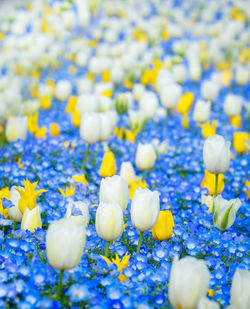 Close-up of white crocus flowers on field