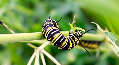 Close-up of caterpillar on leaf