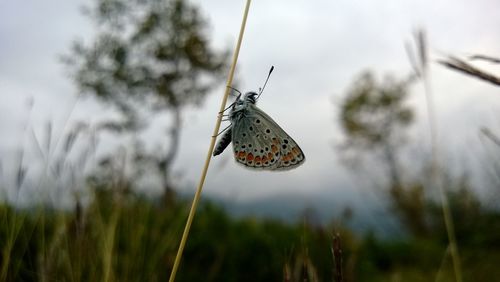 Close-up of butterfly on plant