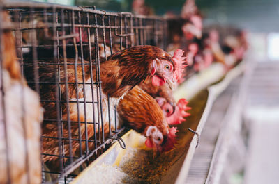 Hen in cages at farm