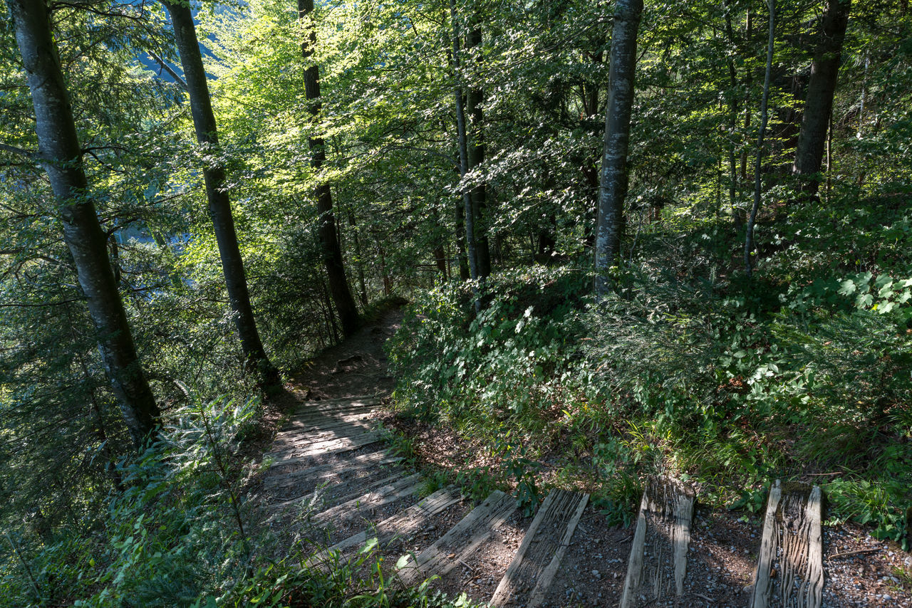 VIEW OF TREES IN FOREST