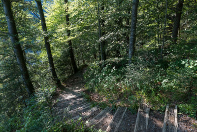 Footpath amidst trees in forest