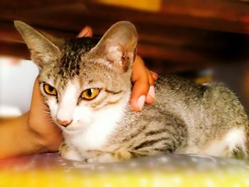 Close-up portrait of cat