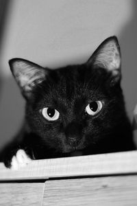 Close-up portrait of black cat