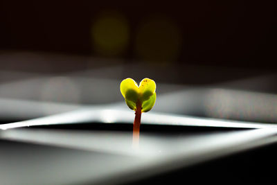 Close-up of yellow flower bud