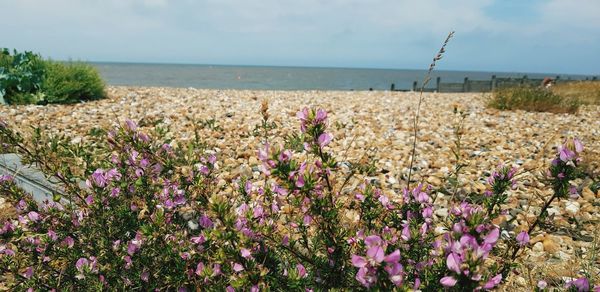 Purple flowering plants by sea against sky