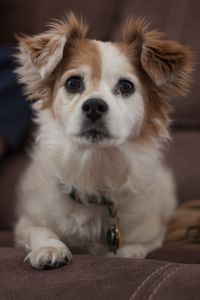 Portrait of cute dog at home