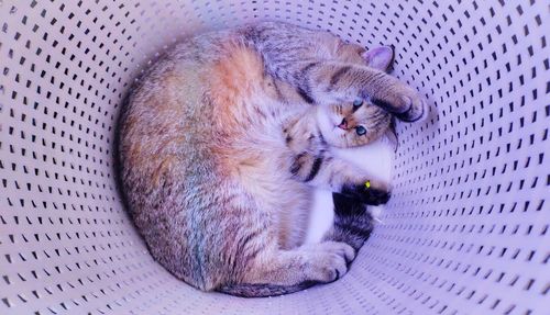 High angle view of cat sleeping