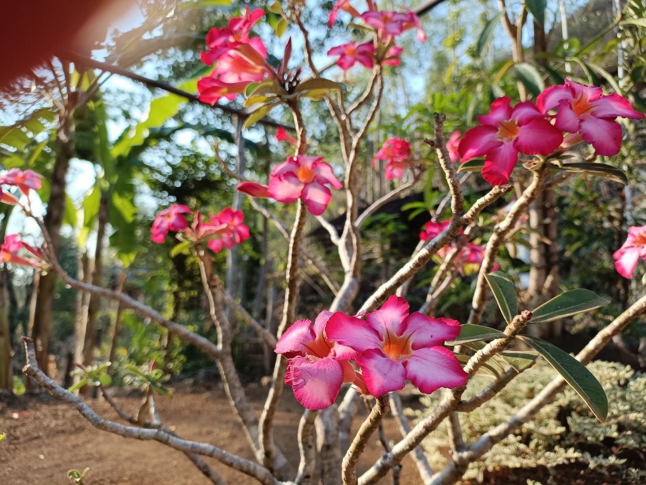 plant, flower, flowering plant, pink, beauty in nature, freshness, nature, growth, tree, close-up, no people, fragility, petal, blossom, day, outdoors, focus on foreground, garden, plant part, leaf, springtime, botany, branch, inflorescence, flower head, red, shrub, sunlight