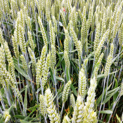 Close-up of plants growing on field