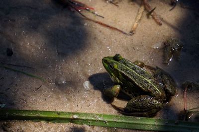 Close-up of frog in sea