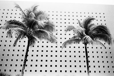 Palm trees against sky