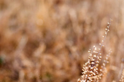 Close-up of frost on plant