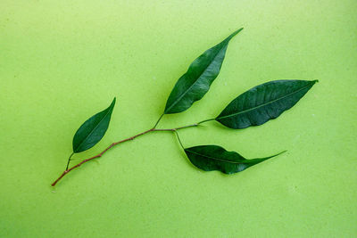 High angle view of green leaves on table