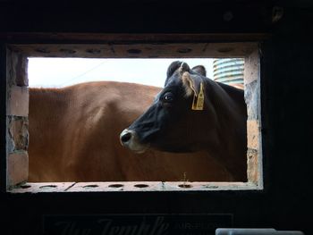 Cows seen through window