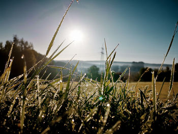 Close-up of stalks in field against sky