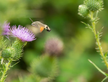 Close-up of bee pollinating on purple flower