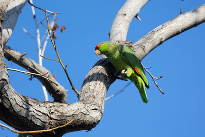 Red crowned parrot in a sweetgum tree in los angeles