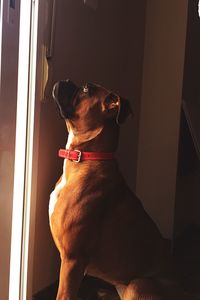 Dog looking through window at home