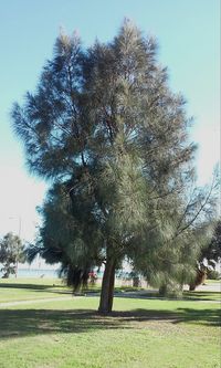 Trees growing in park