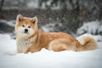 Portrait of dog resting on snow covered field during snowfall
