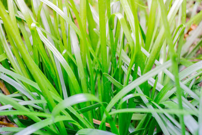 High angle view of grass growing on field