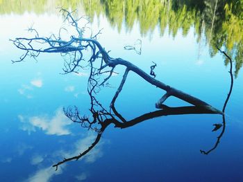 Plant growing by lake against sky