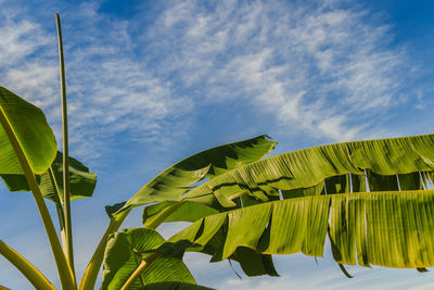 Low angle view of green leaves on plant against sky