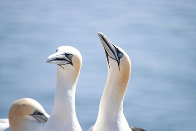 Close-up of gannet birds against calm lake
