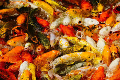 Close-up of koi fish in sea