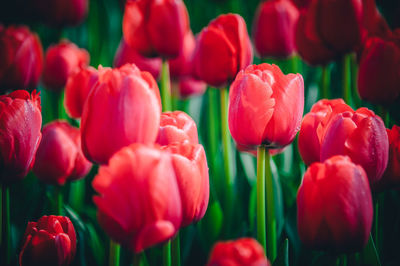 Close-up of red tulips in field